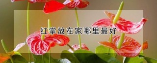 红掌放在家哪里最好,第1图