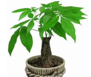 刚买的发财树怎么养，新买的发财树的养护技巧,第5图
