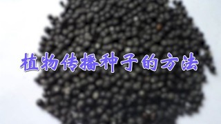 植物传播种子的方法,第1图