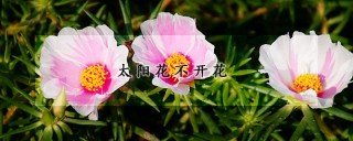 太阳花不开花,第1图