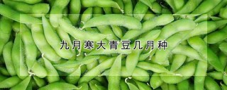 九月寒大青豆几月种,第1图