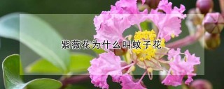 紫薇花为什么叫蚊子花,第1图