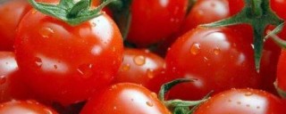 西红柿什么季节成熟,第1图