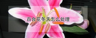 百合花冬天怎么处理,第1图