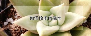 如何给多肉浇水,第1图