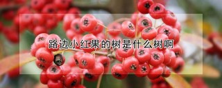 路边小红果的树是什么树啊,第1图