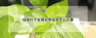 绿萝叶子发黄长黑斑是怎么回事,第1图