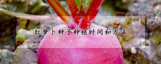 红萝卜种子种植时间和方法,第1图