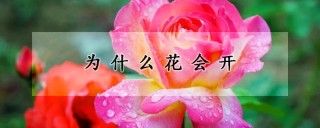 为什么花会开,第1图