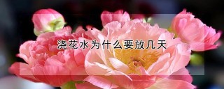 浇花水为什么要放几天,第1图