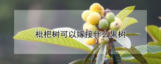 枇杷树可以嫁接什么果树,第1图