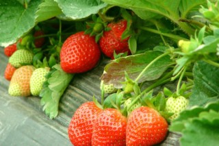草莓苗长什么样子,第2图