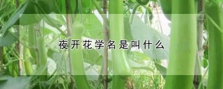 夜开花学名是叫什么,第1图