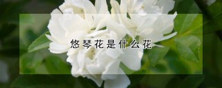 悠琴花是什么花,第1图