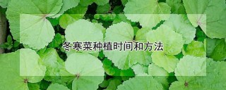 冬寒菜种植时间和方法,第1图