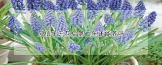 风信子开花后第二年还能养吗,第1图