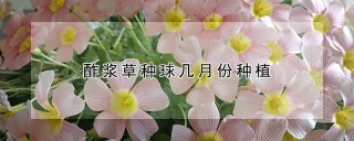 酢浆草种球几月份种植,第1图