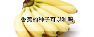 香蕉的种子可以种吗,第1图