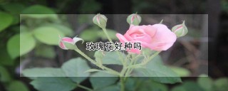 玫瑰花好种吗,第1图