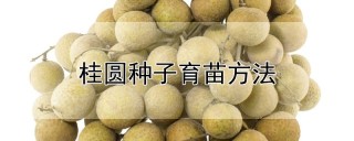 桂圆种子育苗方法,第1图