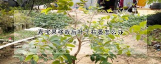 嘉宝果移栽后叶子枯萎怎么办,第1图