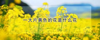 一大片黄色的花是什么花,第1图