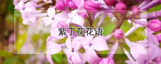 紫丁花花语,第1图