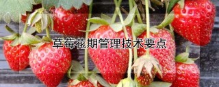 草莓花期管理技术要点,第1图