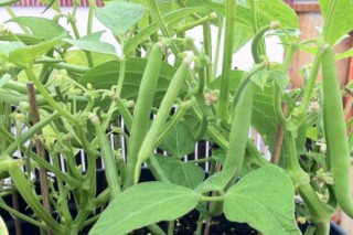 盆栽四季豆的种植方法,第2图