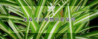 单双子叶植物叶的异同,第1图