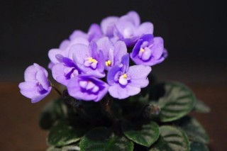 非洲紫罗兰花有毒吗,第2图