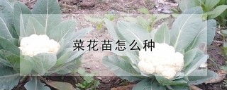 菜花苗怎么种,第1图