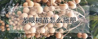 龙眼树苗怎么施肥,第1图