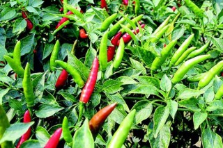 辣椒种植方法和施肥,第2图