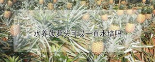 水养菠萝头可以一直水培吗,第1图