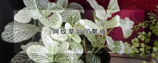 网纹草如何繁殖,第1图