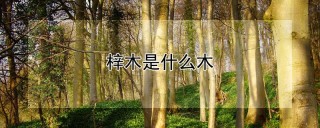 梓木是什么木,第1图