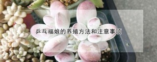 乒乓福娘的养殖方法和注意事项,第1图