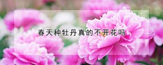 春天种牡丹真的不开花吗,第1图