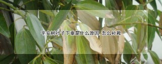 平安树叶子下垂是什么原因,怎么补救,第1图