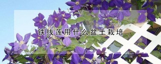 铁线莲用什么盆土栽培,第1图