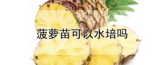 菠萝苗可以水培吗,第1图