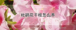 杜鹃花干枝怎么养,第1图