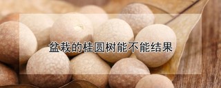 盆栽的桂圆树能不能结果,第1图