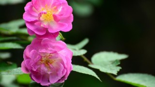 蔷薇花语,第1图