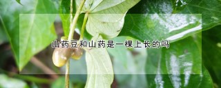 山药豆和山药是一棵上长的吗,第1图