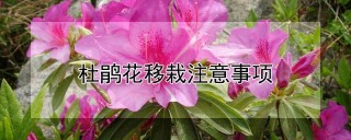 杜鹃花移栽注意事项,第1图