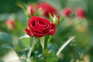 红玫瑰花语,第3图