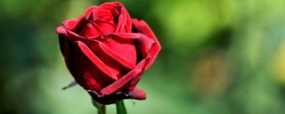玫瑰多久开一次花,第1图
