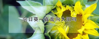 向日葵一直面向太阳吗,第1图